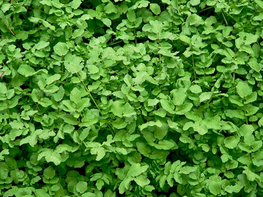 {Nasturtium officinale}